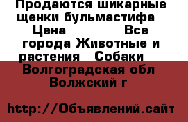 Продаются шикарные щенки бульмастифа › Цена ­ 45 000 - Все города Животные и растения » Собаки   . Волгоградская обл.,Волжский г.